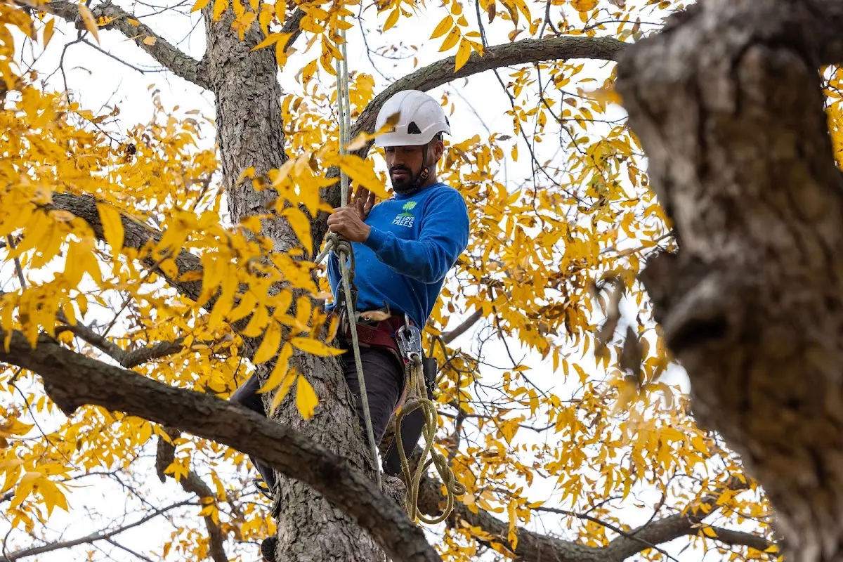 Skilled Tree Transplanting crew working in Comstock